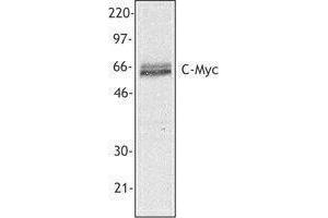 Western Blotting (WB) image for anti-Myc Proto-Oncogene protein (MYC) antibody (ABIN2666319) (c-MYC Antikörper)