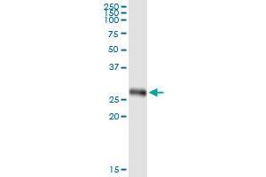 Immunoprecipitation of IFIH1 transfected lysate using anti-IFIH1 MaxPab rabbit polyclonal antibody and Protein A Magnetic Bead , and immunoblotted with IFIH1 purified MaxPab mouse polyclonal antibody (B01P) . (IFIH1 Antikörper  (AA 1-221))