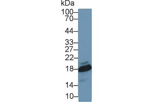 Western blot analysis of Mouse Ovary lysate, using Mouse SOD1 Antibody (1 µg/ml) and HRP-conjugated Goat Anti-Rabbit antibody ( (SOD1 Antikörper  (AA 2-154))