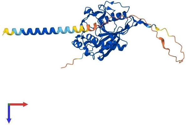 B4GALT2 Protein (AA 1-369) (His tag)