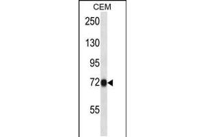 Western blot analysis in CEM cell line lysates (35ug/lane). (CNNM4 Antikörper  (C-Term))