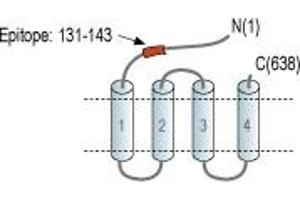 anti-gamma-aminobutyric Acid (GABA) Receptor, theta (GABRQ) (AA 131-143), (Extracellular), (N-Term) antibody