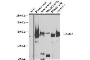 Western blot analysis of extracts of various cell lines, using D antibody (ABIN6127743, ABIN6139383, ABIN6139384 and ABIN6223348) at 1:1000 dilution. (DAAM2 Antikörper  (AA 1-86))