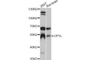 Western blot analysis of extracts of various cell lines, using CPVL antibody (ABIN5997512) at 1:3000 dilution. (CPVL Antikörper)