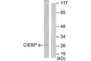 Western Blotting (WB) image for anti-CCAAT/enhancer Binding Protein (C/EBP), epsilon (CEBPE) (C-Term) antibody (ABIN1849651) (CEBPE Antikörper  (C-Term))