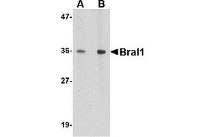 Western Blotting (WB) image for anti-Hyaluronan and Proteoglycan Link Protein 2 (HAPLN2) (Middle Region) antibody (ABIN1030892) (HAPLN2 Antikörper  (Middle Region))