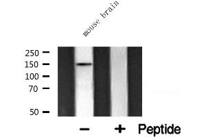 Western blot analysis of CAF1A expression in mouse brain lysate (CHAF1A Antikörper  (Internal Region))