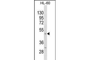 Mouse Kcnj11 Antibody (N-term) (ABIN1538879 and ABIN2850075) western blot analysis in HL-60 cell line lysates (35 μg/lane). (KCNJ11 Antikörper  (N-Term))