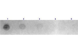 Dot Blot results of Goat Fab Anti-Mouse IgG Antibody Rhodamine Conjugated. (Ziege anti-Maus IgG (Heavy & Light Chain) Antikörper (TRITC) - Preadsorbed)