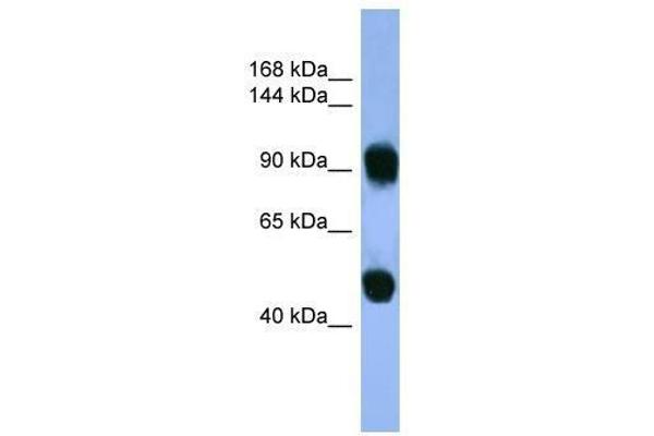 AP1B1 Antikörper  (C-Term)