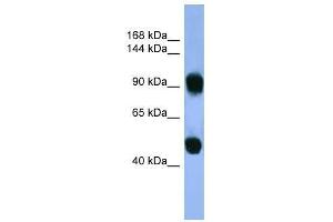 AP1B1 antibody used at 0.