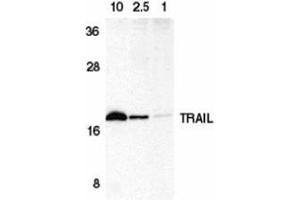 Western blot analysis of TRAIL in HeLa cell lysate containing 10, 2.