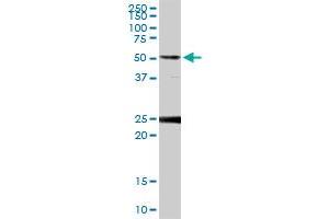 FKBP4 MaxPab rabbit polyclonal antibody. (FKBP4 Antikörper  (AA 1-459))