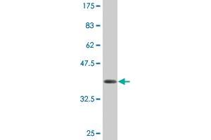 Western Blot detection against Immunogen (36. (AMELX Antikörper  (AA 93-191))
