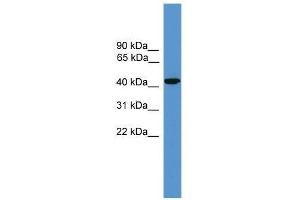 Western Blot showing SYT5 antibody used at a concentration of 1. (Synaptotagmin V Antikörper  (Middle Region))