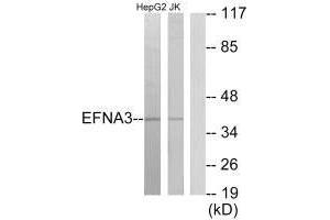 Western blot analysis of extracts from HepG2 cells and Jurkat cells, using EFNA3 antibody. (Ephrin A3 Antikörper  (C-Term))