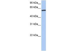 WB Suggested Anti-CTTN Antibody Titration: 0. (Cortactin Antikörper  (N-Term))