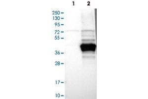 Western Blot analysis of Lane 1: negative control (vector only transfected HEK293T cell lysate) and Lane 2: over-expression lysate (co-expressed with a C-terminal myc-DDK tag in mammalian HEK293T cells) with RTDR1 polyclonal antibody . (RTDR1 Antikörper)
