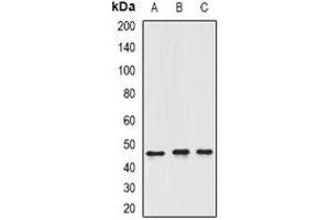Western blot analysis of ING3 expression in SW620 (A), Hela (B), rat testis (C) whole cell lysates.
