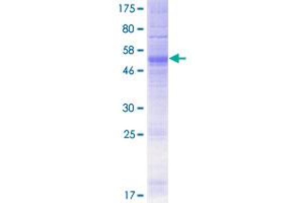 OR4D2 Protein (AA 1-307) (GST tag)