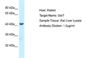 Host: Rabbit Target Name: UBR7 Sample Tissue: Rat Liver Antibody Dilution: 1ug/ml (UBR7 Antikörper  (N-Term))
