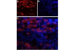Immunohistochemistry (IHC) image for anti-Sodium Channel, Voltage-Gated, Type X, alpha Subunit (SCN10A) (AA 1943-1956), (Intracellular) antibody (Atto 594) (ABIN7043654)