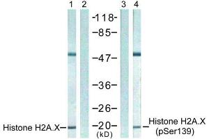 Western blot analysis of extract from 293 cells untreated or treated with UV, using Histone H2A. (H2AFX Antikörper  (pSer139))