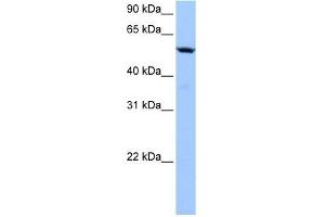 C18ORF54 antibody used at 1 ug/ml to detect target protein. (C18orf54 Antikörper)