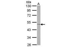 Image no. 2 for anti-Acyl-CoA Thioesterase 9 (Acot9) (AA 1-234) antibody (ABIN1496418) (ACOT9 Antikörper  (AA 1-234))