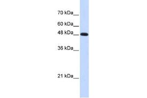 WB Suggested Anti-POLM Antibody Titration: 0. (POLM Antikörper  (Middle Region))
