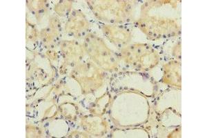 Immunohistochemistry of paraffin-embedded human kidney tissue using ABIN7150316 at dilution of 1:100 (GINS2 Antikörper  (AA 1-185))