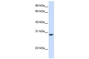 Western Blotting (WB) image for anti-Fast Skeletal Troponin T (TNNT3) antibody (ABIN2459480) (TNNT3 Antikörper)