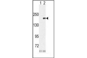 Image no. 1 for anti-Euchromatic Histone-Lysine N-Methyltransferase 1 (EHMT1) (AA 956-986) antibody (ABIN356610) (EHMT1 Antikörper  (AA 956-986))