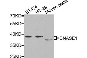 Western blot analysis of extracts of various cell lines, using DNASE1 antibody (ABIN5971366) at 1/1000 dilution. (DNASE1 Antikörper)