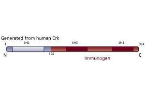 Image no. 3 for anti-V-Crk Sarcoma Virus CT10 Oncogene Homolog (Avian) (CRK) (AA 102-304) antibody (ABIN967703) (Crk Antikörper  (AA 102-304))