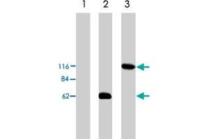 Western blot analysis using Arhgef2 polyclonal antibody  on HEK293 cell transfected with vector alone (lane 1), Arhgef2-short (lane 2) and Arhgef2-long (lane 3). (ARHGEF2 Antikörper)