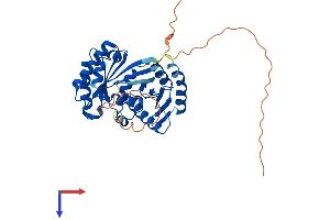 RRAGB Protein (AA 1-374) (His tag)