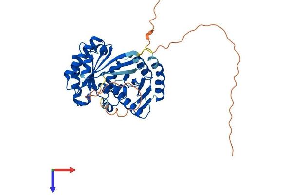RRAGB Protein (AA 1-374) (His tag)