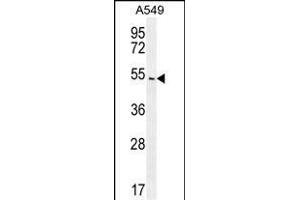 ARRB1 Antibody (C-term) (ABIN655944 and ABIN2845333) western blot analysis in A549 cell line lysates (35 μg/lane). (beta Arrestin 1 Antikörper  (C-Term))