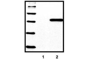 Standard ladder containing five different His-tagged proteins, untransfected control (1), HEK293 cells transfected with His-tagged protein vector (2) (His Tag Antikörper)