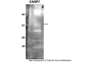 Sample: SH-SY5Y cells,  2. (Caspase 7 Antikörper  (N-Term))