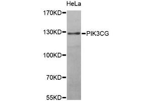 Western blot analysis of extracts of HeLa cells, using PIK3CG antibody (ABIN5970096) at 1/1000 dilution. (PIK3 gamma Antikörper)