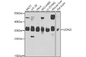 Western blot analysis of extracts of various cell lines, using UCHL5 antibody (ABIN6132764, ABIN6149872, ABIN6149874 and ABIN6223990) at 1:1000 dilution. (UCHL5 Antikörper  (AA 1-328))