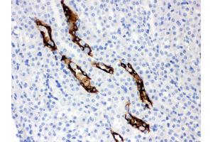 Anti- Aquaporin 2 Picoband antibody, IHC(P) IHC(P): Mouse Kidney Tissue (AQP2 Antikörper  (C-Term))