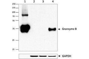 Western Blotting (WB) image for anti-Granzyme B (GZMB) (AA 21-247) antibody (ABIN2666250) (GZMB Antikörper  (AA 21-247))