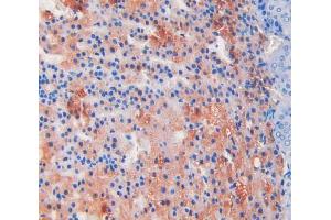 IHC-P analysis of adrenal gland tissue, with DAB staining. (ADAMTS1 Antikörper  (AA 854-967))