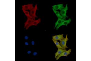 ABIN7093775 and ABIN7097816 staining HepG2 cells by IF/ICC. (Interleukin 17a Antikörper  (Internal Region))