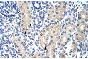 Immunohistochemical staining (Formalin-fixed paraffin-embedded sections) of human kidney with APTX polyclonal antibody  at 4-8 ug/mL working concentration. (Aprataxin Antikörper  (C-Term))