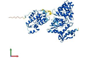 Protein Structure (PS) image for 3'-phosphoadenosine 5'-phosphosulfate Synthase 2 (PAPSS2) (AA 1-614) protein (His tag) (ABIN7554911)