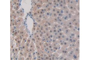 Used in DAB staining on fromalin fixed paraffin- embedded Kidney tissue (TNFSF9 Antikörper  (AA 105-309))